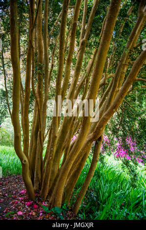 Luma apiculata - Mirto cileno Foto Stock