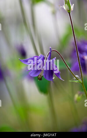 Aquilegia vulgaris - aquilegia comune, Grann'ys cofano Foto Stock