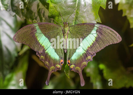 Il verde-nastrati farfalla a coda di rondine Foto Stock