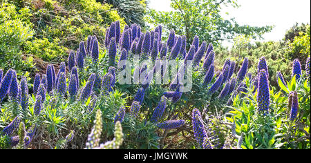 'L'orgoglio di Madera " (echium candicans), St Mary, isole Scilly, Cornwall, Inghilterra, Regno Unito. Foto Stock