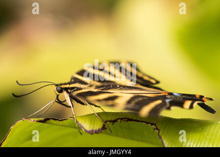 Una tre-tailed Tiger a coda di rondine Foto Stock