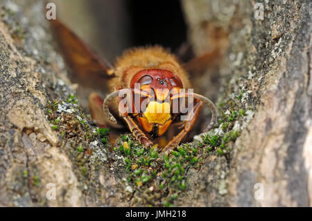 Unione Hornet, Provenza, Francia meridionale / (Vespa crabro) | Hornisse, Provenza, Suedfrankreich / (Vespa crabro) Foto Stock