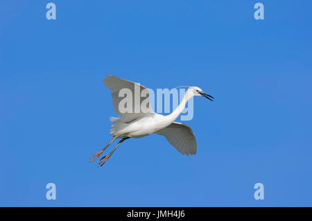 Garzetta, la Camargue, la Provenza, Francia meridionale / (Egretta garzetta) | Seidenreiher, la Camargue, la Provenza, Suedfrankreich / (Egretta garzetta) Foto Stock