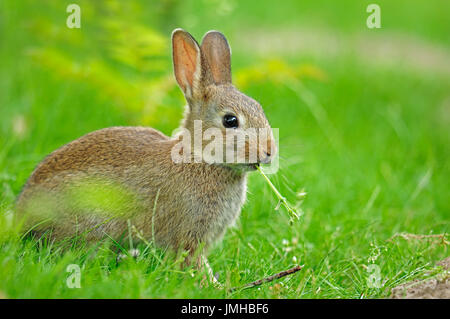 I giovani europei di coniglio, Renania settentrionale-Vestfalia, Germania / (oryctolagus cuniculus) Foto Stock