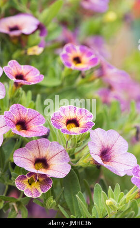 Calibrachoa Chameleon Mirtillo Scone fiori in una cesta appesa. Messa a fuoco selettiva Foto Stock