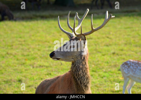 Red Deer presso British Centro faunistico Foto Stock