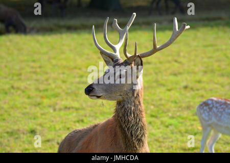 Red Deer presso British Centro faunistico Foto Stock