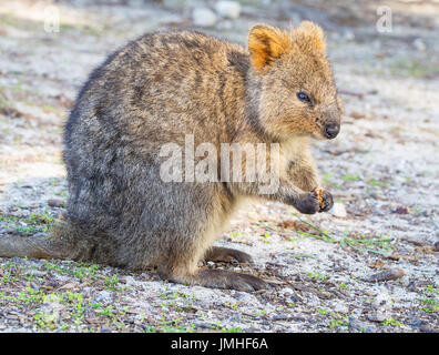 Un quokka alimentare sull'Isola di Rottnest, vicino a Perth in Australia Occidentale. Foto Stock