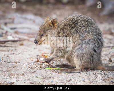 Un quokka alimentare sull'Isola di Rottnest, vicino a Perth in Australia Occidentale. Foto Stock