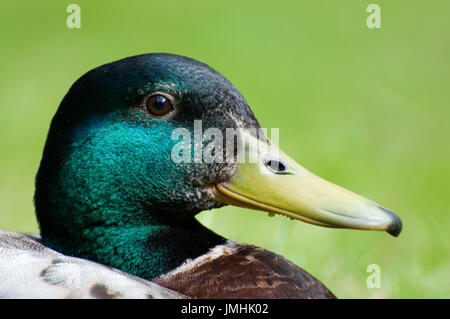 Maschio di Mallard duck, close up della testa Foto Stock