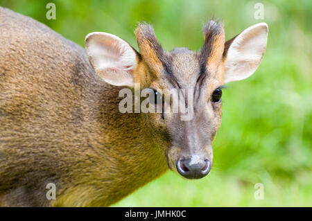 Reeve's Muntjac Deer raffigurato nella foresta di Elveden, Suffolk. Close up della testa Foto Stock