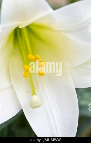 La pasqua Lily, primo piano della stigmatizzazione, stami e antere. Foto Stock