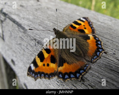 Piccola tartaruga, Aglais urticae Butterfly poggiante su una rampa di recinzione. Foto Stock