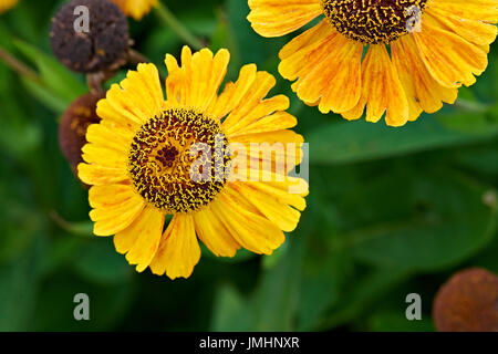 Fiori estivi, giallo Coreopsis tinctoria in close-up Foto Stock