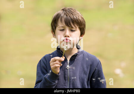 Ragazzo giovane tenendo un dente di leone Foto Stock