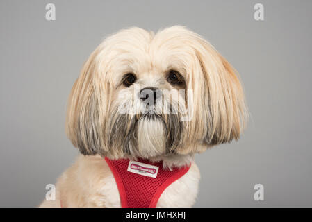 Ritratto di un cane da compagnia nel Regno Unito Foto Stock