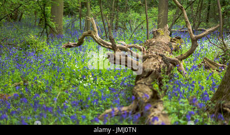 Wild bluebell flowers cover il suolo della foresta durante la primavera in legno di matematica, vicino Bourne, Lincolnshire, Regno Unito Foto Stock