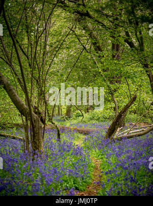 Wild bluebell flowers cover il suolo della foresta durante la primavera in legno di matematica, vicino Bourne, Lincolnshire, Regno Unito Foto Stock