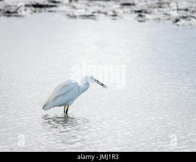 Una wading Garzetta uccello si nutre di piccoli pesci pescati in acqua a Frampton Marsh RSPB riserva naturale sull'estuario del lavaggio in Lincolnshire Foto Stock