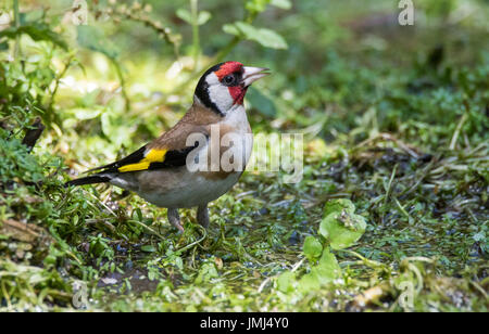 Cardellino Foto Stock