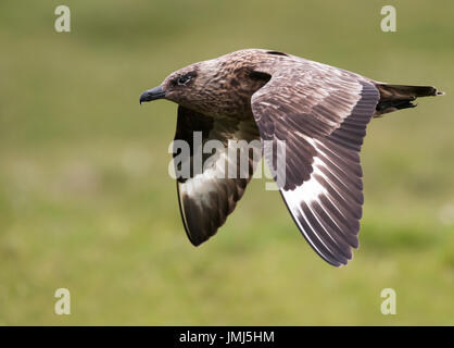 Un grande Skua (Catharacta skua) in volo su moorlnd, Shetland, Regno Unito Foto Stock