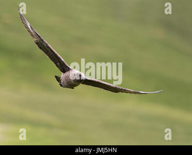 Un grande Skua (Catharacta skua) in volo su moorlnd, Shetland, Regno Unito Foto Stock