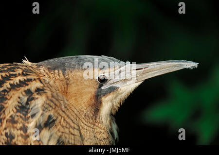 Eurasian tarabuso, Renania settentrionale-Vestfalia, Germania / (Botaurus stellaris) / Tarabuso | Grosse Rohrdommel / (Botaurus stellaris) Foto Stock