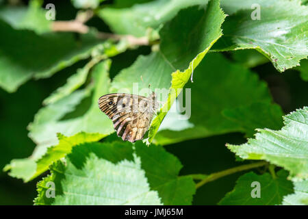 Chiazzato di legno (Pararge aegeria) farfalla. La parte inferiore di imago. Foto Stock