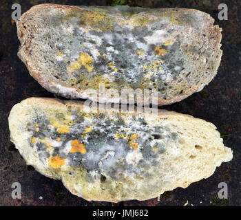 Fette di pane ammuffito coperto con numerosi multi stampi colorati. Bedgebury Forest, Kent, Regno Unito. Foto Stock