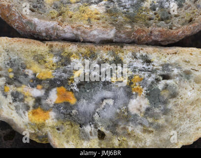 Fette di pane ammuffito coperto con numerosi multi stampi colorati. Bedgebury Forest, Kent, Regno Unito. Foto Stock