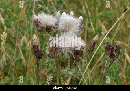 Teste di seme di creeping Thistle (Cirsium arvense) con vento disperso thistle verso il basso. Bedgebury Forest, Kent, Regno Unito. Foto Stock