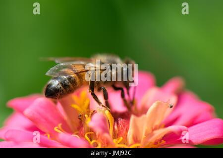 Un'ape impollinatori una zinnia fiore Foto Stock