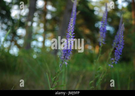 Veronica longifolia fiori viola dalla famiglia Plantaginaceae. Foto Stock