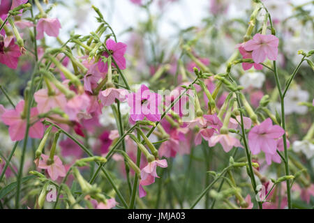 Nicotiana alata 'Whisper Mix". Pianta di tabacco fiori Foto Stock