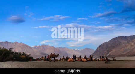 Valle di Nubra, Ladakh, Kashmir, Inida, luglio 13, 2016: Camel hurders e turisti nella Valle di Nubra, Ladakh distretto dello stato del Kashmir, India Foto Stock