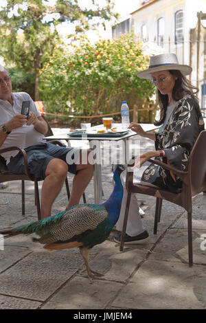 Un pavone gode di un trattamento da turisti di Lisbona Foto Stock