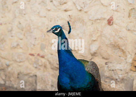 Peacock in Lisbona Portogallo Foto Stock