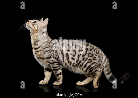 Gatto bengala su sfondo nero Foto Stock