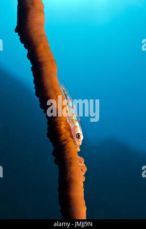 Frustino coral ghiozzo - Bryaninops yongei Foto Stock