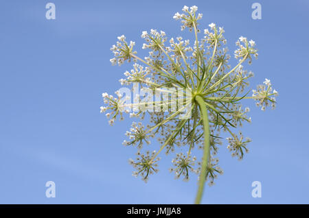 Selvaggio fiore di carota visto da sotto Foto Stock