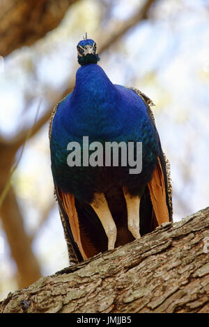 Peafowl indiano (maschio) - Pavo cristatus Foto Stock