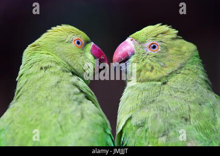 Anello di colli di cocorite (femmina) - Psittacula krameri Foto Stock