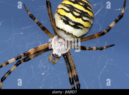 Close-up di Euopean femmina Wasp Spider (Argiope bruennichi) nella sua web. Foto Stock