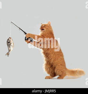 Il gatto domestico, zenzero, pescare un pesce con un fishingrod Foto Stock