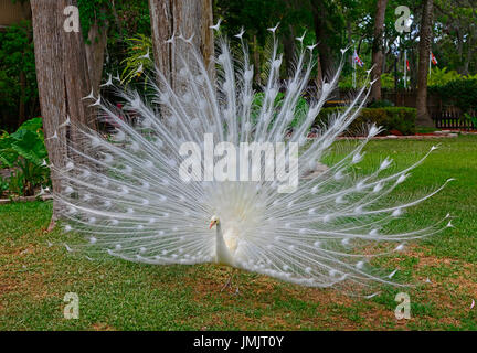 Albino maschi bianco peacock visualizzazione mostra colorate piume di coda Foto Stock