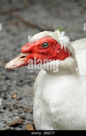 Anatra muta, Cairina moschata Foto Stock