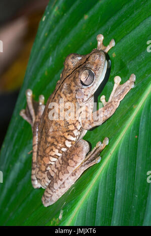 Rosenberg gladiatore della rana, "Hypsiboas rosenbergi"-Costa Rica Foto Stock