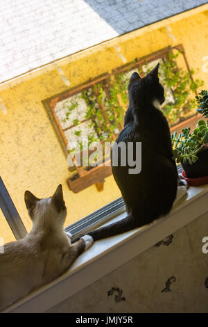 Due gatti seduti sul davanzale della finestra a guardare fuori dalla finestra Foto Stock