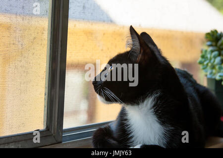Cat guardando verso l'alto fuori dalla finestra Foto Stock