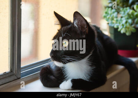 Gatto seduto sul davanzale della finestra a guardare fuori dalla finestra Foto Stock